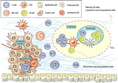 Tumor infiltrating lymphocytes as an endpoint in cancer vaccine trials